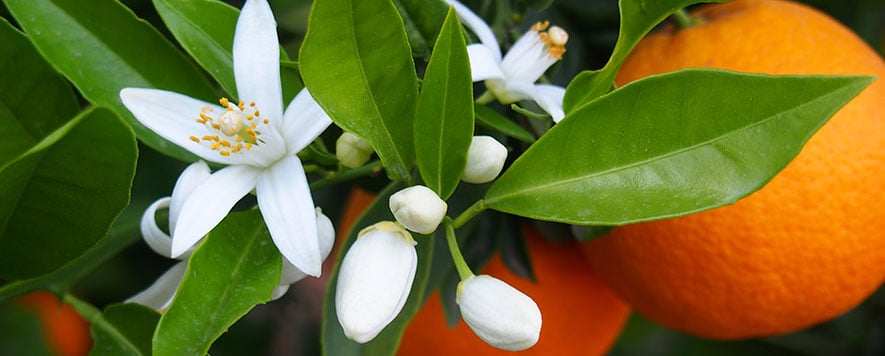 Adana Portakal Çiçeği Festivali | İstanbul Çıkışlı | 2 Gece Konaklamalı