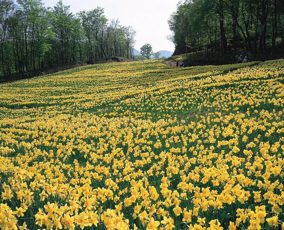 Karaburun Nergis Çiçeği Festivali Turu / 1 Gece Otel Konaklamalı / İstanbul Çıkışlı