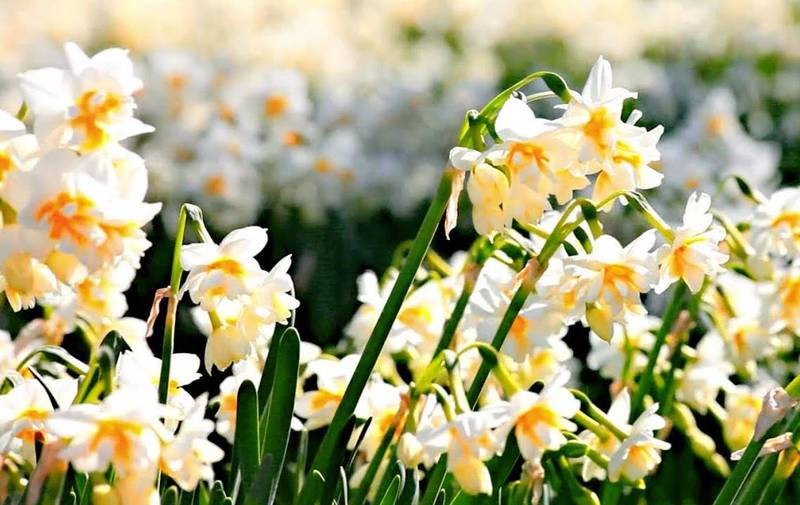Karaburun Nergis Çiçeği Festivali Turu / 1 Gece Otel Konaklamalı / İstanbul Çıkışlı