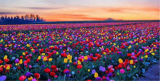 Konya Çatalhöyük Lale Bahçeleri YHT ile Gidiş-Dönüş / 1 Gece Otel Konaklamalı / İstanbul Çıkışlı