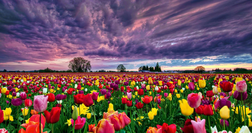 Konya Çatalhöyük Lale Bahçeleri YHT ile Gidiş-Dönüş / 1 Gece Otel Konaklamalı / İstanbul Çıkışlı