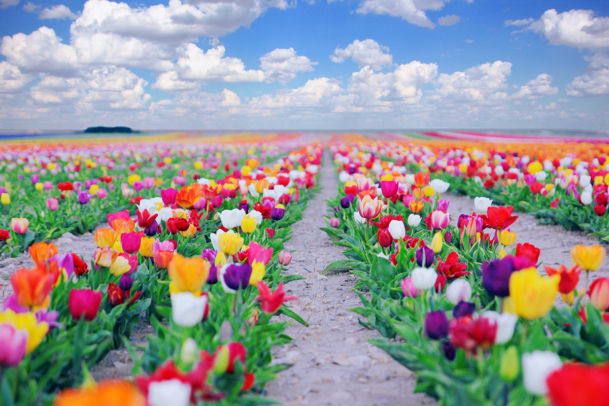 Konya Çatalhöyük Lale Bahçeleri YHT ile Gidiş-Dönüş / 1 Gece Otel Konaklamalı / İstanbul Çıkışlı