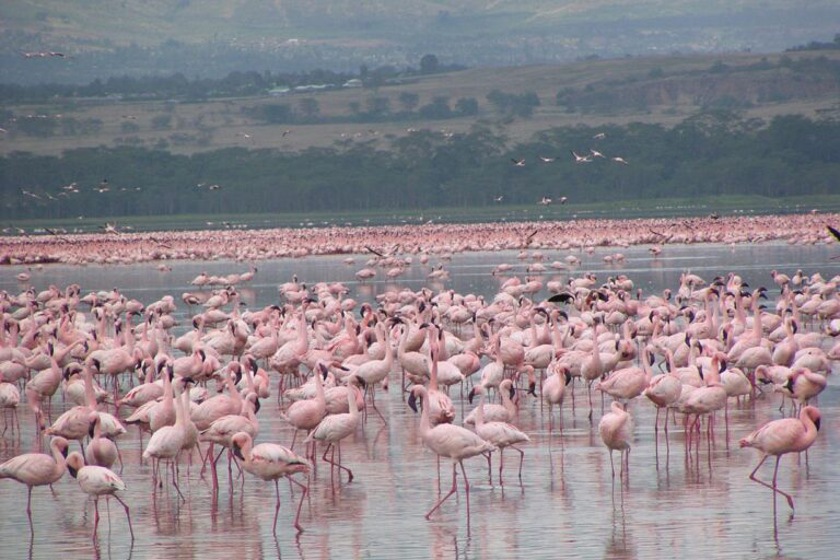 Elegant Kenya Ve Tanzanya Turu THY ile Ekstra Turlar Dahil / 9 Gece Otel Konaklamalı / İstanbul Çıkışlı