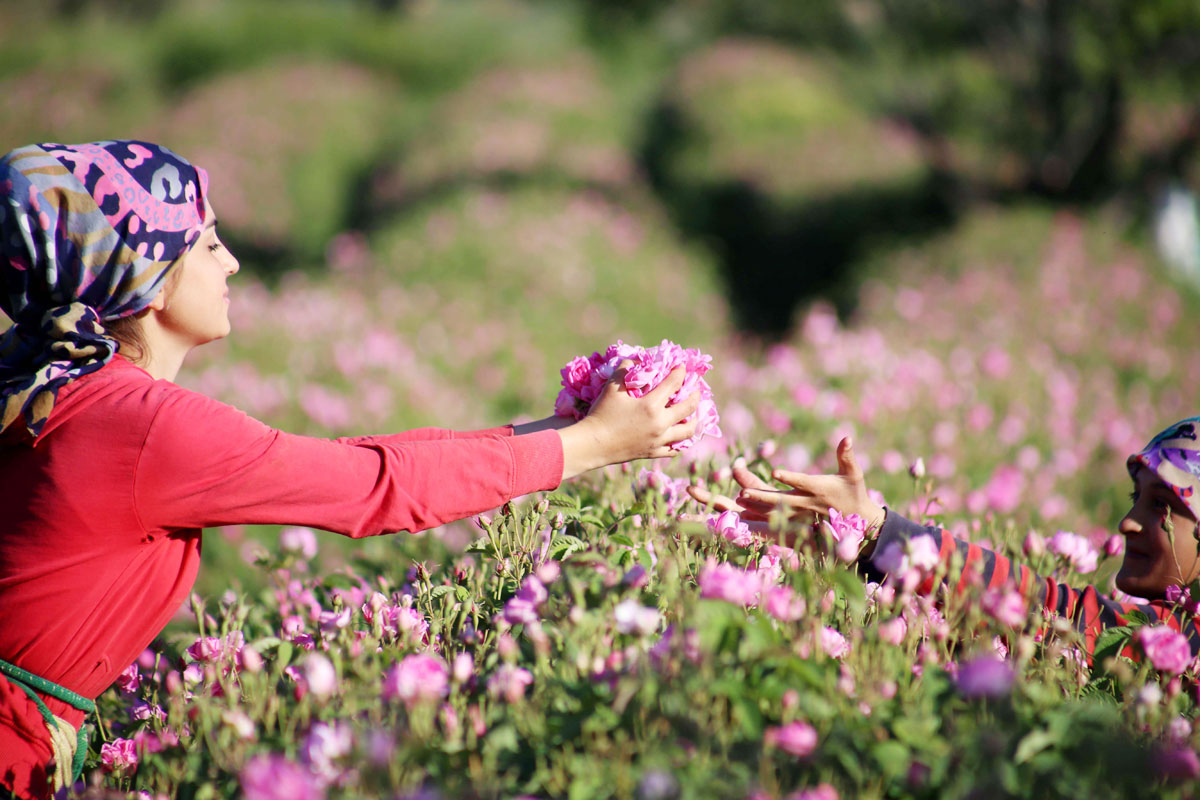 Isparta Gül Hasadı Salda Gölü Pamukkale Turu / 1 Gece Otel Konaklamalı / İstanbul Çıkışlı